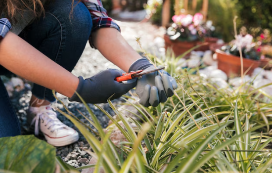 mantenimiento de jardines